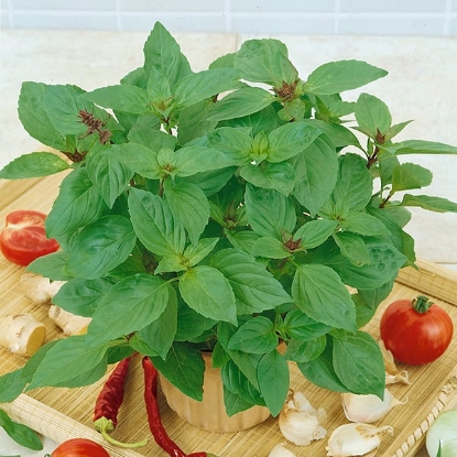 Picture of Basil Horapha Rau Que